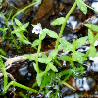 Lindernia hyssopioides (L.) Haines